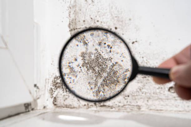 Forensic Mold Investigation in Enochville, NC